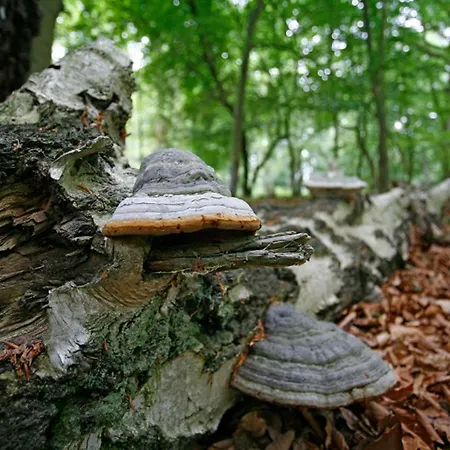 Gartenweg Ferienhaus Dom wakacyjny *